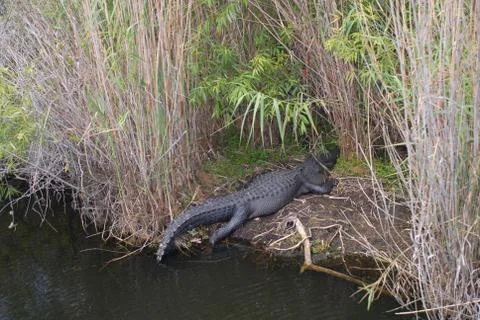 Gator Slide Stock Photos