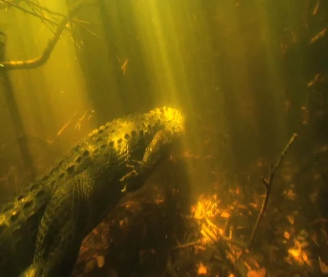 Gator swimming by Stock Footage