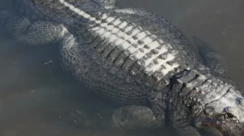 Gator swimming through a pond. 動画素材 10594078
