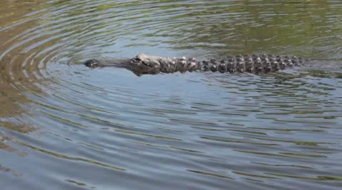 Gator swimming through the swamp. 動画素材 10594074