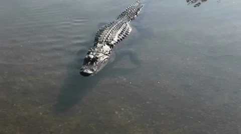 Gator swimming towards the camera 動画素材 10594069