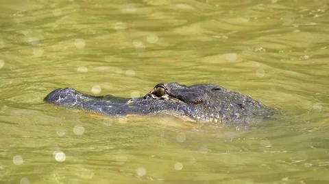Gator turning head towards camera Stock-Footage 54893653