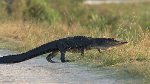 Gator walks on land crossing a dirt road at the Orlando wetlands in Florida Stock Footage