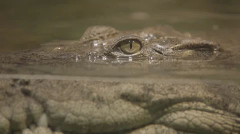 Gator watches half-submerged, cu on eye Stock Footage