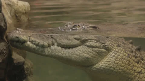 Gator watches half-submerged, static medium Video stock 24631398