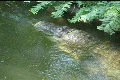Gator In Water Footage