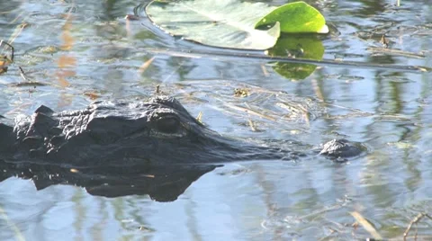 Gator in the water Stock-Footage 7135213