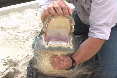 Gator Wrangler 動画素材 397666