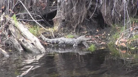 Gator zoom out Stock Footage 88669397