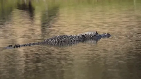 Gator1 Stock Footage 80678853