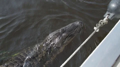 GatorFeed 1 Video stock 88231283