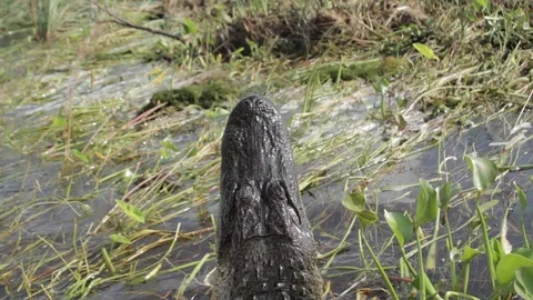 GatorFeed 2 Video stock 88231358