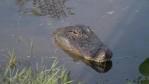 GatorHead Video stock 88231319