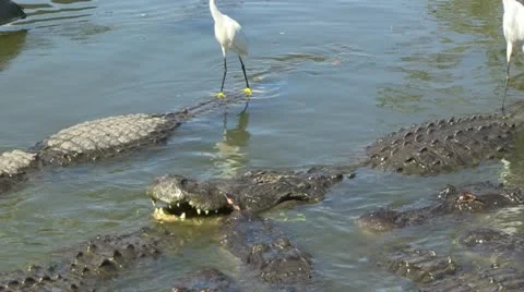 Gators and egrets fighting Stock Footage 12376209