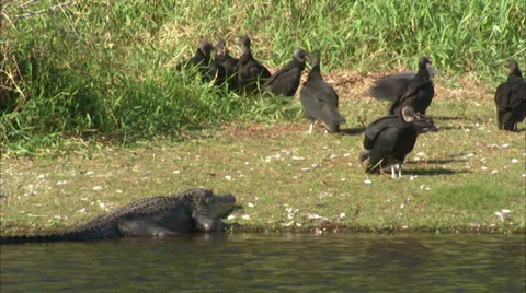 Gators &amp; Birds Stock Footage 32421670