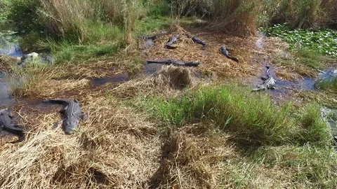 Gators in the Everglades Video stock 93374998