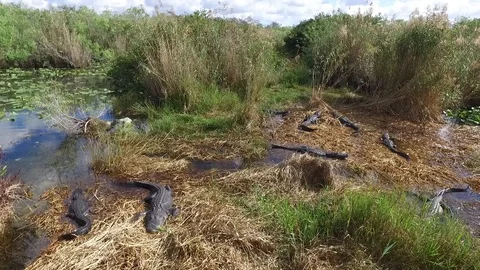 Gators in Everglades Video stock 93375078