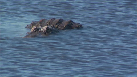 Gators Stock Footage 167346182