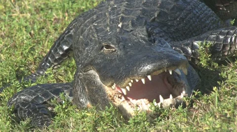 Gators mouth Video stock 7135364