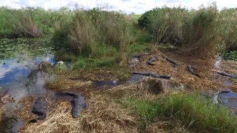Gators sunning Video stock 93375148