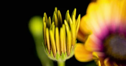 Gatzania flower time lapse, macro shot on black background Stock Footage 134521387