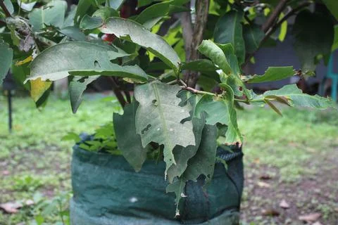 Gauava tree Stock Photos