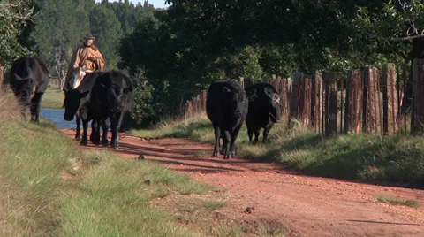 The Gaucho and Angus cows Vídeo Stock 34193536