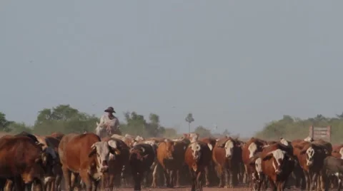 Gaucho Stock-Footage 7749674