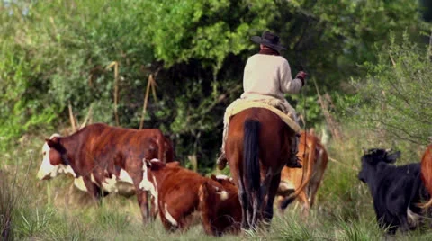 Gaucho Stock-Footage 24705012