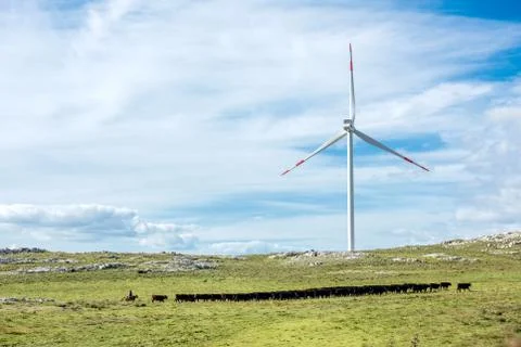 Gaucho herding cows near windmills on the Cerro Catedral, Uruguay Stock Photos