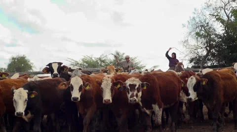 Gauchos herding kattle Stock-Footage 24674334