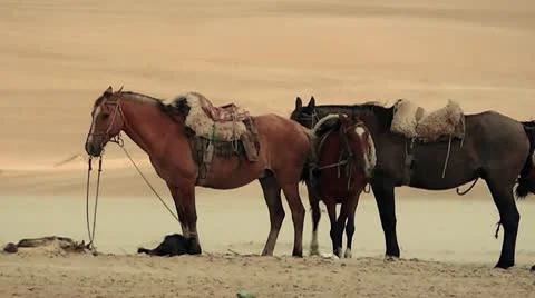 Gauchos Horses Stock Footage 10718396