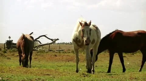 Gauchos Horses Stock Footage 10729724