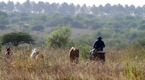 Gauchos riding horses Stock-Footage 24674249