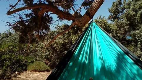 Gaudos hammock cicadas sound Video stock 135596348