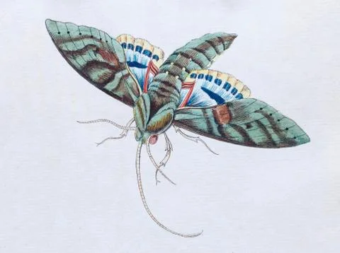 Gaudy Sphinx Sphinx Labruscae twilight butterfly hand colored copper engraving Stock Illustration