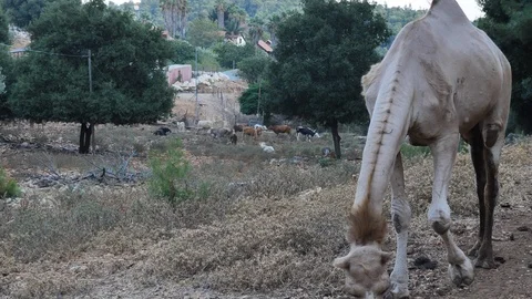 Gaunt camel in nature Stock Footage 94105607