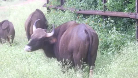 The gaur also known as the Indian bison Stock Footage 164432036