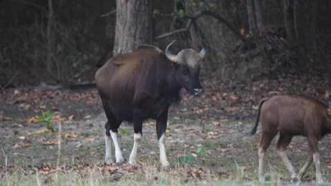 A gaur and her cubs traversing the beautiful landscape of Kanha national park Stock Footage 337238619