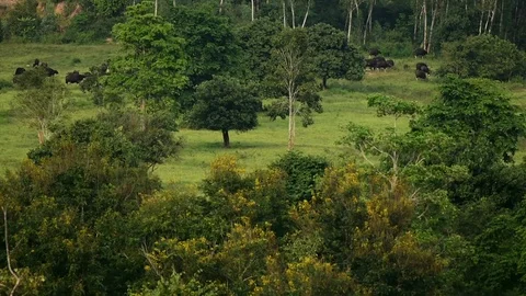 Gaur (Bos gaurus) and Banteng (Bos javanicus) at Kui Buri National Park 스톡 동영상 77375737