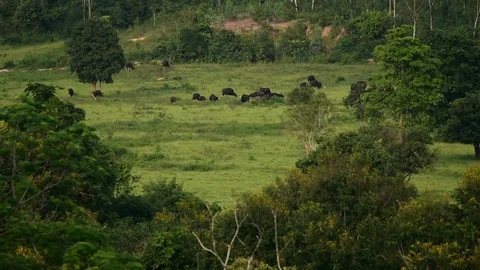 Gaur (Bos gaurus) and Banteng (Bos javanicus) at Kui Buri National Park Stock Footage 77375749