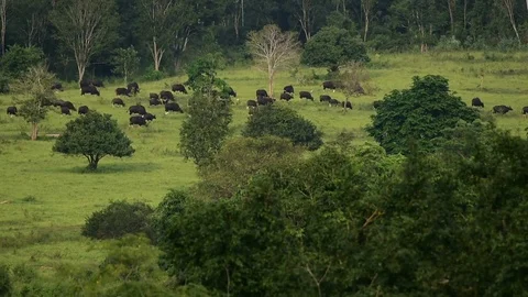 Gaur (Bos gaurus) and Banteng (Bos javanicus) at Kui Buri National Park Stock Footage 77375752