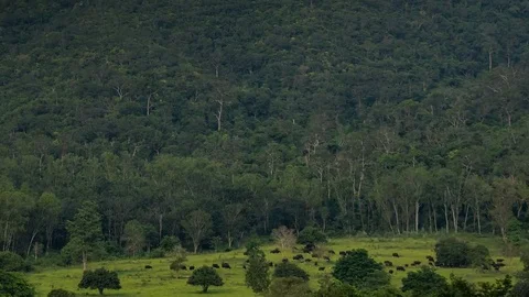 Gaur (Bos gaurus) and Banteng (Bos javanicus) at Kui Buri National Park Vidéo 77375756