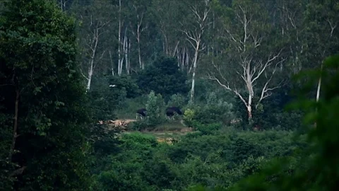 Gaur (Bos gaurus) and Banteng (Bos javanicus) at Kui Buri National Park Vidéo 77375757