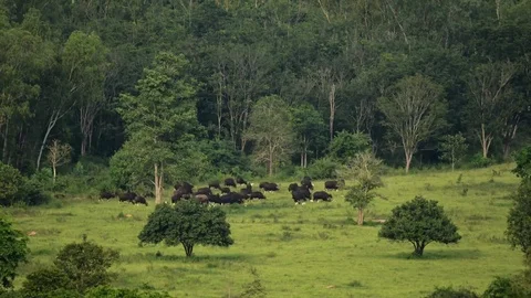 Gaur (Bos gaurus) and Banteng (Bos javanicus) at Kui Buri National Park 動画素材 77375766