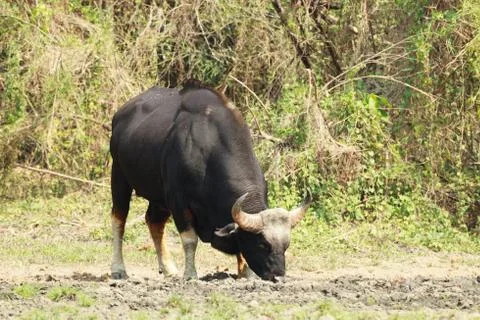 Gaur drinking water in the forest Stock Photos