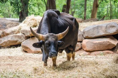Gaur eating Stock Photos
