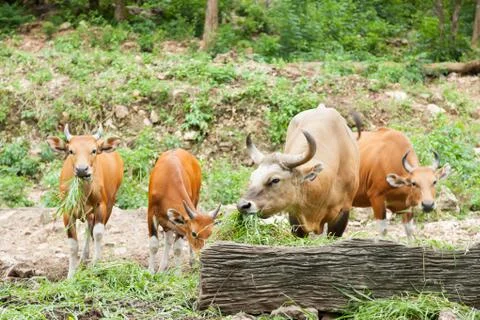 Gaur feeding grass. Stock Photos