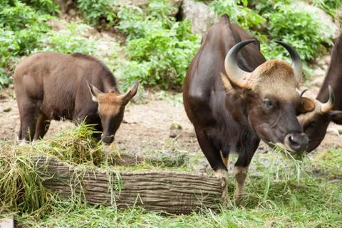 Gaur feeding grass. Stock Photos