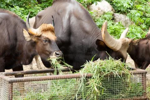 Gaur feeding grass. Stock Photos
